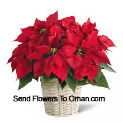 O poinsettia vioaie, colorată și de lungă durată într-un coș. (Vă rugăm să rețineți că ne rezervăm dreptul de a înlocui orice produs cu un produs adecvat de valoare egală în cazul în care un anumit produs nu este disponibil)