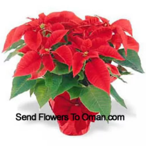 Une tradition mondiale des fêtes ! Les poinsettias sont un moyen attentionné de dire "Joyeuses fêtes" et ajoutent une touche de couleur durable à tout décor (Veuillez noter que nous nous réservons le droit de substituer tout produit par un produit approprié de valeur égale en cas de non-disponibilité d'un certain produit)