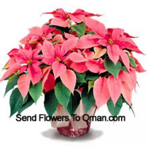 Un favori durable pour la maison ou le bureau, nos poinsettias de haute qualité sont un excellent moyen de dire "Meilleurs vœux de saison" avec style (Veuillez noter que nous nous réservons le droit de substituer tout produit par un produit approprié de valeur égale en cas de non disponibilité d'un certain produit)