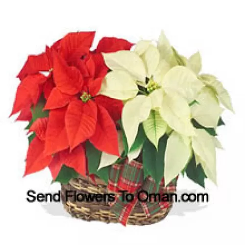 ¡Dos poinsettias coloridas y duraderas combinadas en una cesta para un elegante regalo navideño! Una es roja y la otra es blanca, rosa o de otro color popular. (Tenga en cuenta que nos reservamos el derecho de sustituir cualquier producto por un producto adecuado de igual valor en caso de no disponibilidad de cierto producto)